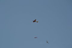 photo_261