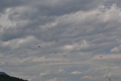 photo_174