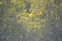 photo_239