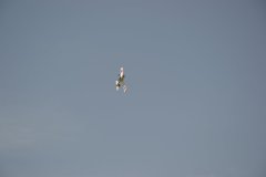 photo_118