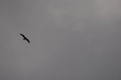 Coupe_Baron_2016