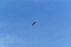photo_161